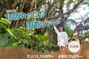 奄美の“ありのまま”に出会う、北部ゆったり周遊ツアーと滝めぐり体験（半日）