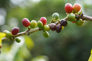 保護中: 「龍郷珈琲園でコーヒー豆収穫体験」と自然の森散策